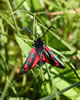 Burnet Moth