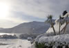 Palm Tree In Snow