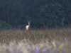 Roe Deer