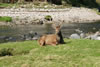 Stag At Corran