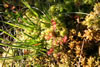 Sundews